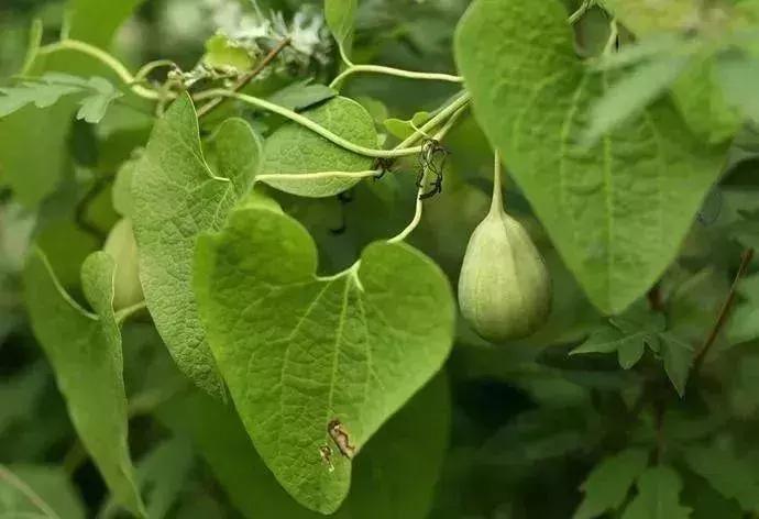 为什么外国人可以接受鱼腥草,外国人有多抗拒鱼腥草