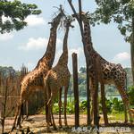 说走就走｜玩遍这些才算来过新加坡！