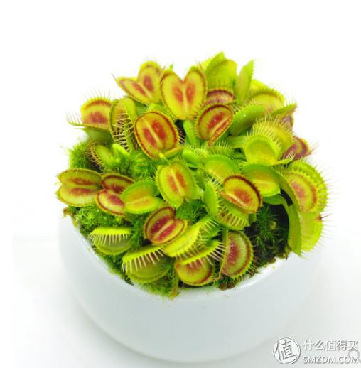 从原理到方法，告诉你真正安全有效的驱蚊和止痒方法！