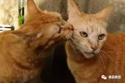 公猫总追着咬母猫怎么回事,家里的公猫为什么追着母猫打