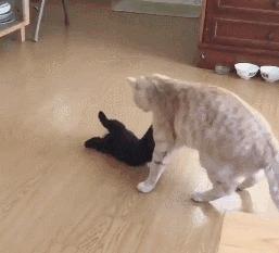 公猫总追着咬母猫怎么回事,家里的公猫为什么追着母猫打