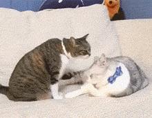 公猫总追着咬母猫怎么回事,家里的公猫为什么追着母猫打