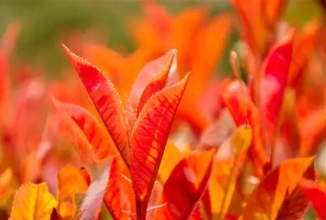 中国红大气豪迈热情洒脱,中国红霸气文案