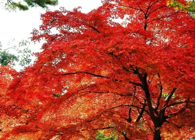 中国红大气豪迈热情洒脱,中国红霸气文案