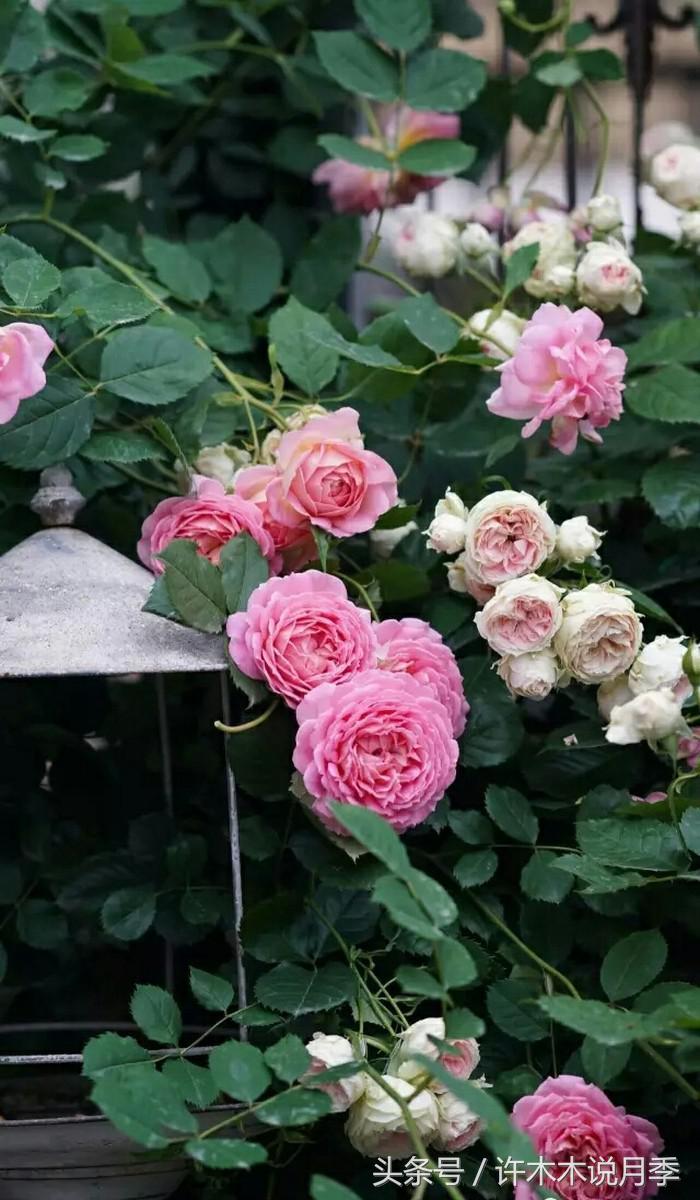 别再被骗了，木木教你如何区分月季、玫瑰、蔷薇