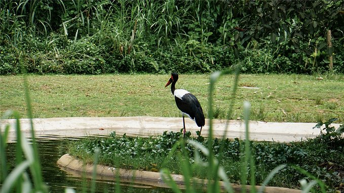 带小孩去长隆欢乐世界畅玩一天,暑假带娃去广州长隆野生动物世界