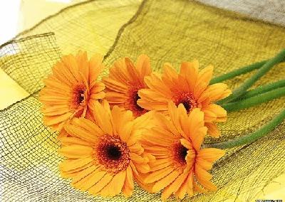 盘点各国的国花是什么,世界各国的国花你都认识吗