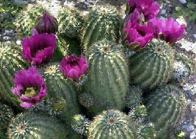 盘点各国的国花是什么,世界各国的国花你都认识吗