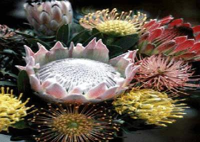 盘点各国的国花是什么,世界各国的国花你都认识吗