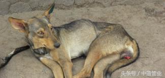 狗与狗之间会传染病吗,狗粪便会传染哪些疾病