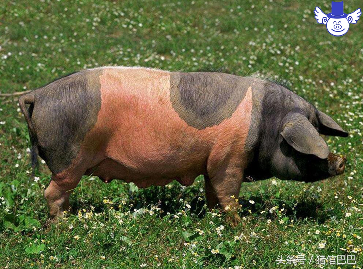 妊娠期母猪便秘的四个主流应对方案，无需用药轻松解决