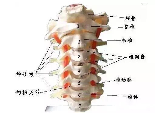 骨科干货脊柱基础知识,骨科干货脊柱基础知识及诊断大全