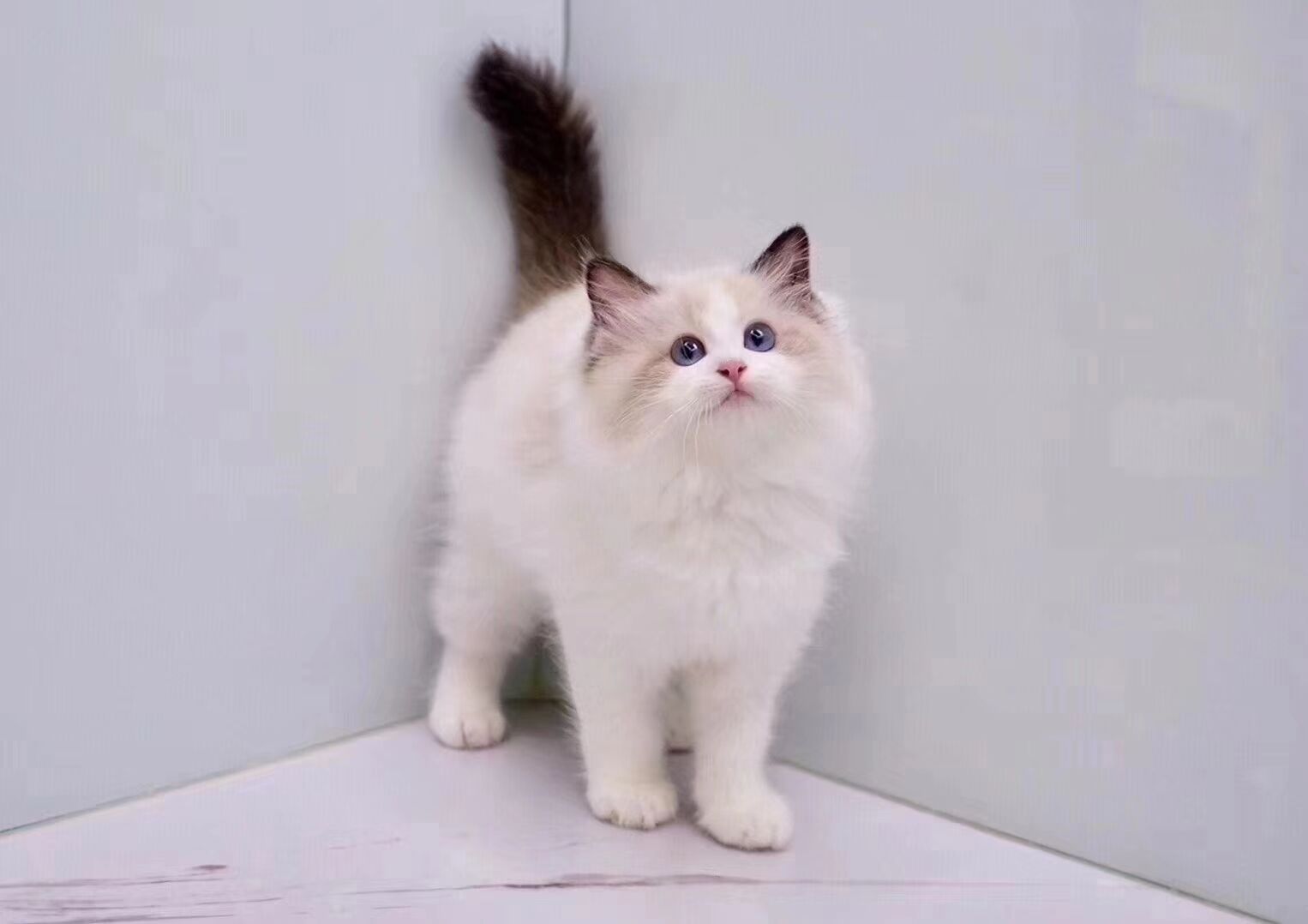 什么猫咪最好养而且又粘人,猫咪怎么养才听话粘人