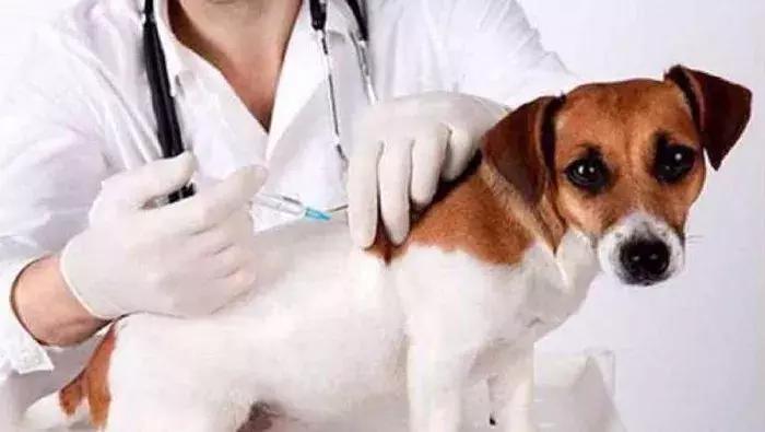 狗狗预防咬到人打什么疫苗,被接种过疫苗的狗咬伤要打疫苗吗