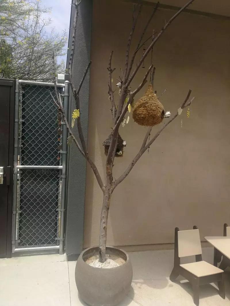 美国和中国幼儿园比较,中国幼儿园和美国幼儿园视频交流