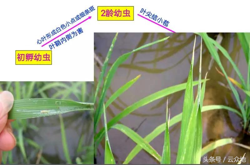 稻纵卷叶螟如何测蛾量,稻纵卷叶螟蛾子防治指标