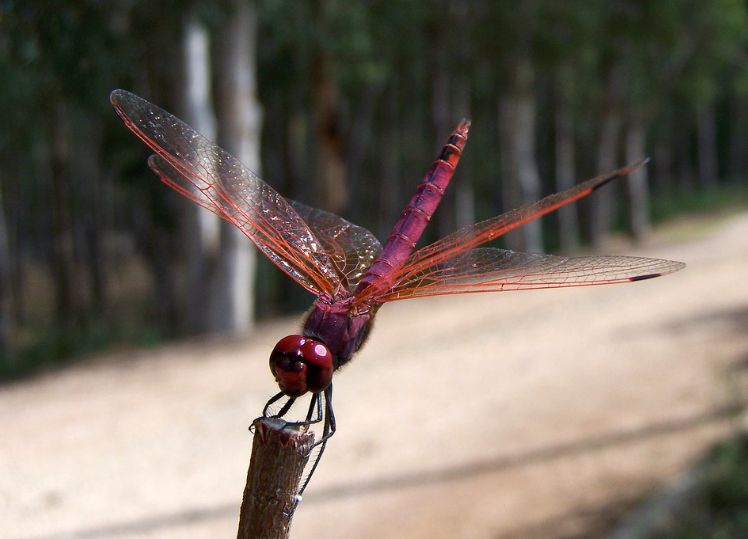 描写蜻蜓飞舞的优美诗句,描写蝴蝶蜻蜓飞舞的夏日诗句