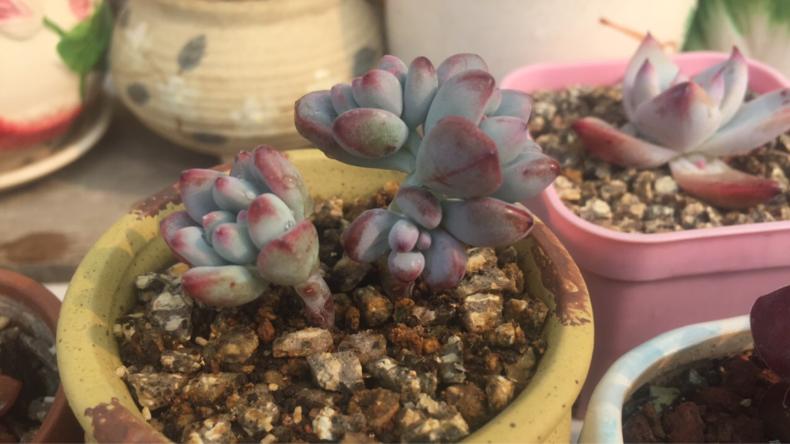 多肉叶子长白粉怎么办,多肉叶片起白粉怎么办