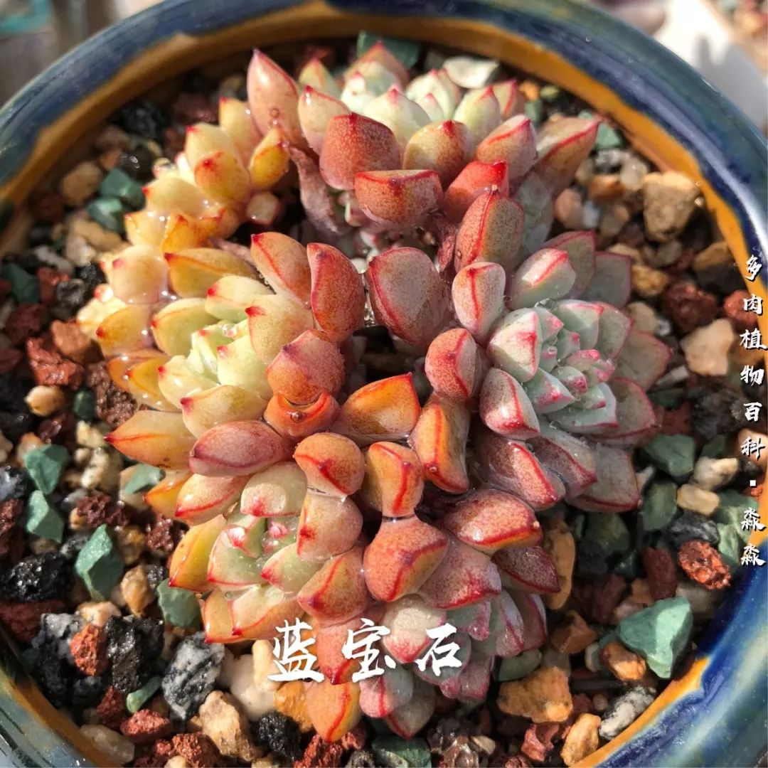 养多肉的佛系小生：愿做菩萨那朵莲！