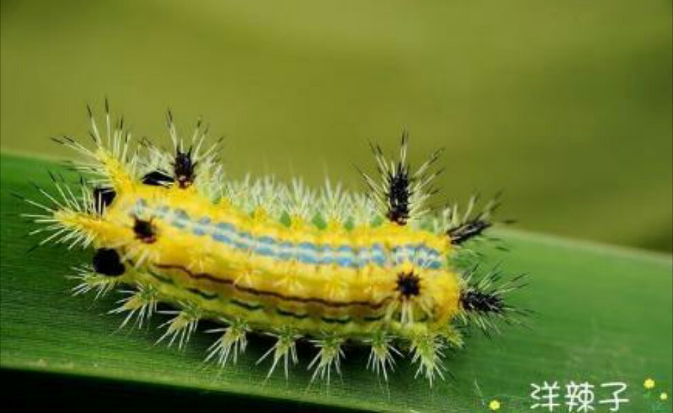 洋辣子最怕的克星,洋辣子辣到眼怎么办