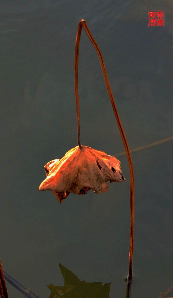 卵巢早衰10大问题,卵巢早衰的补救办法现在开始