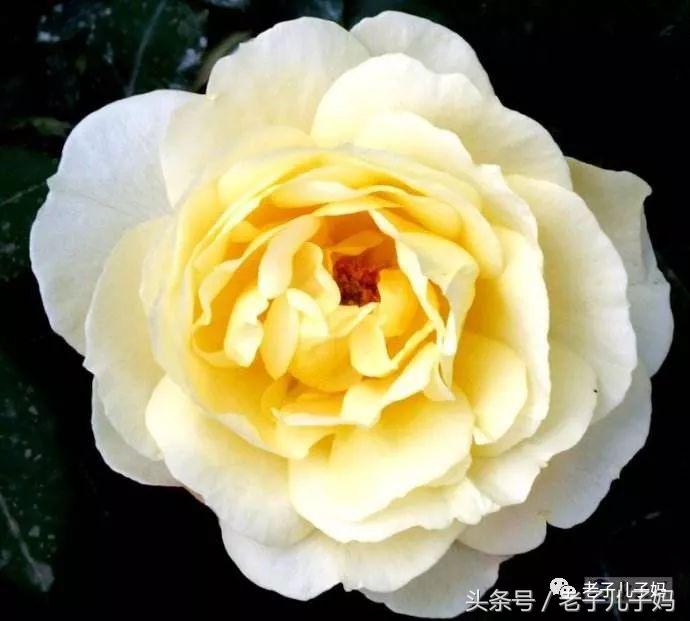 祭奠母亲三周年诗句,祭奠母亲去世三周年不在家短信