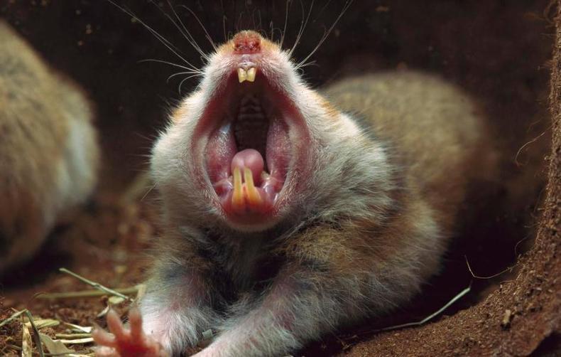 仓鼠怎么磨牙才正确,仓鼠磨牙用什么才好用