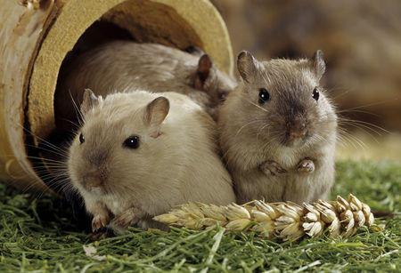 仓鼠怎么磨牙才正确,仓鼠磨牙用什么才好用