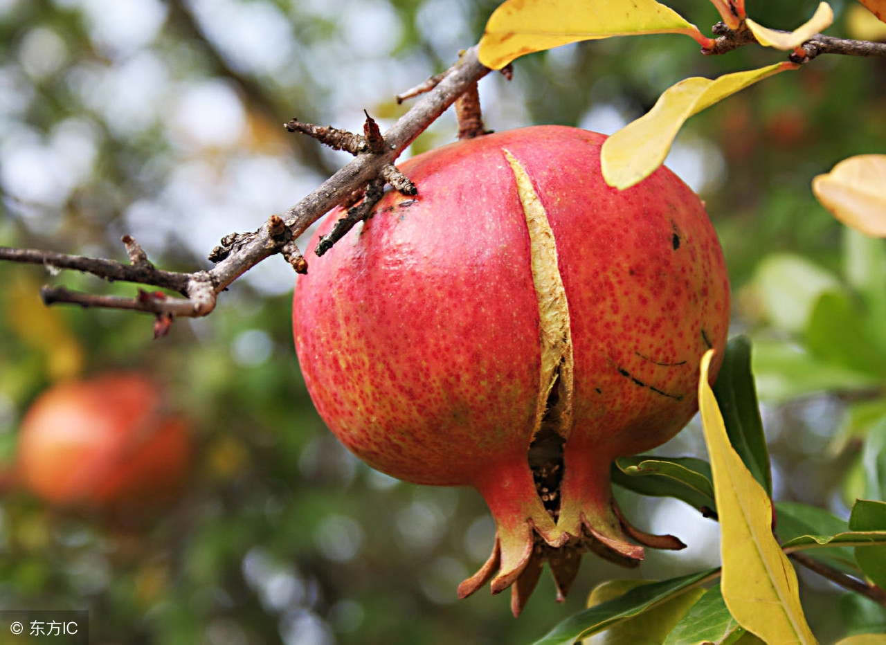 石榴防开裂什么时候用药好,石榴为什么会裂开怎么预防