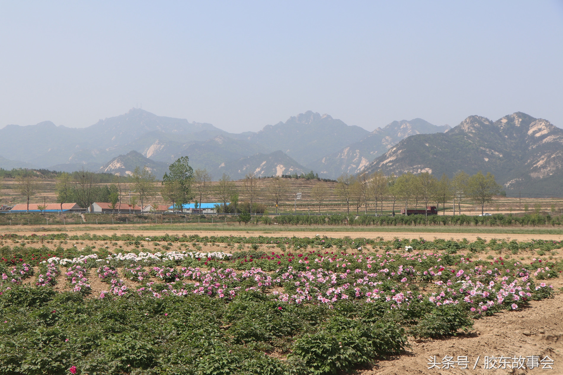 唐朝登州刺史有哪些,唐朝担任平原郡太守的是谁