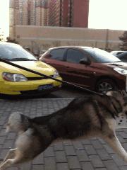 对付不牵绳的狗最好的办法,对付一条狗还用得着拔剑吗