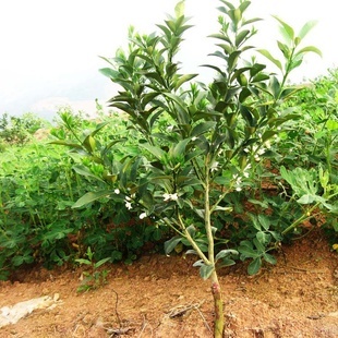 植物幼苗长歪了怎么矫正,小苗长着长着就歪了怎么回事