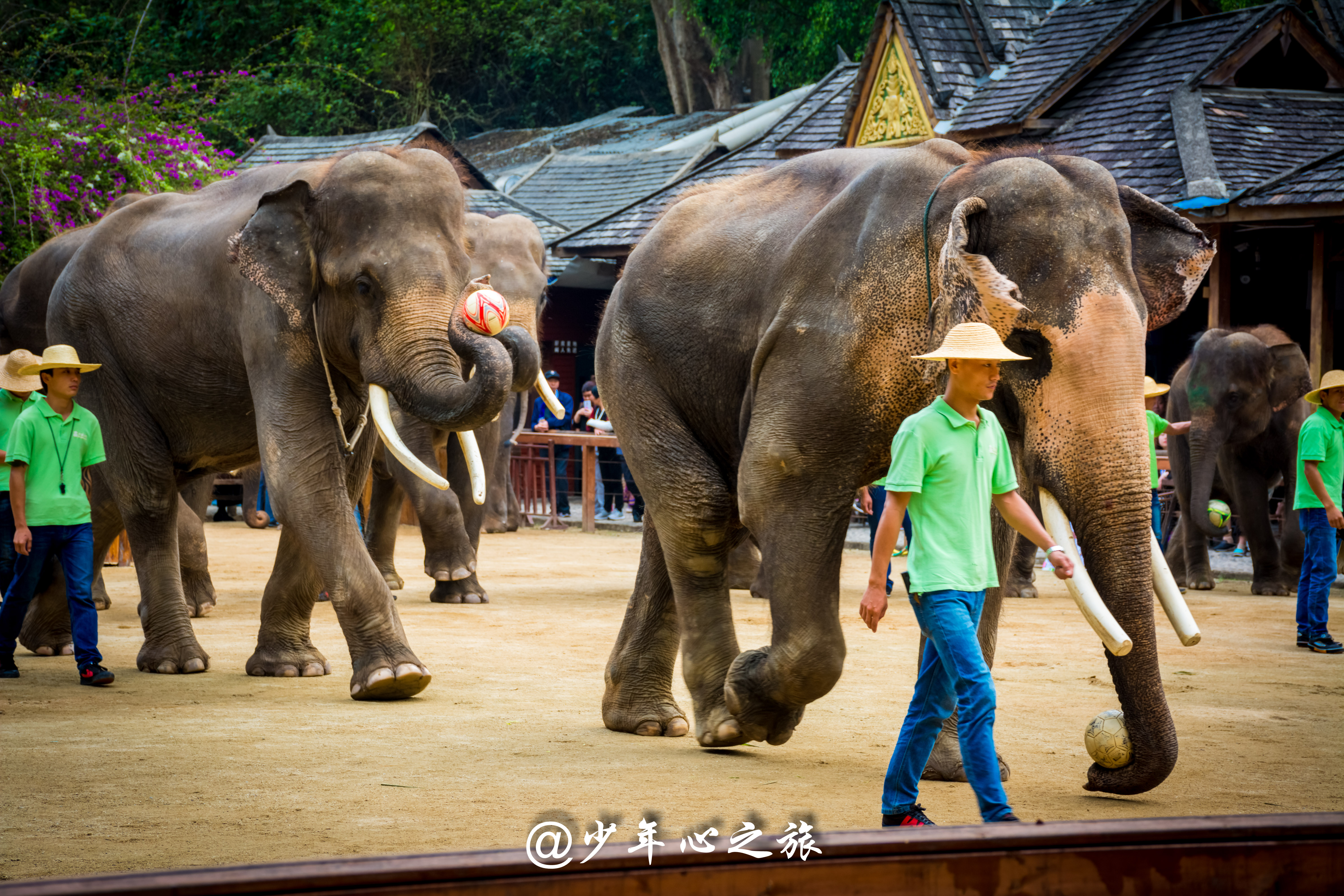 西双版纳必打卡三大景点,西双版纳必须打卡的景点