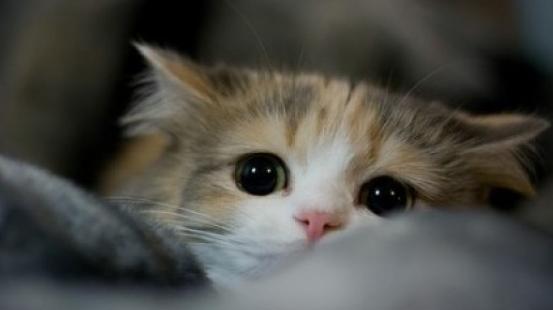 家里的猫快生了怎么处理,家里猫老难产什么原因