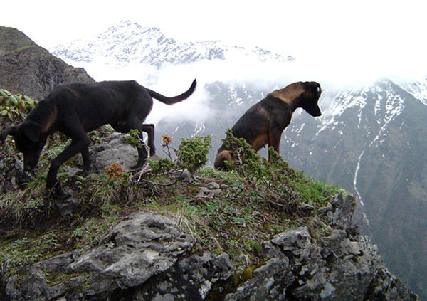原生犬种中华田园犬,西方犬种真的比中华田园犬好吗