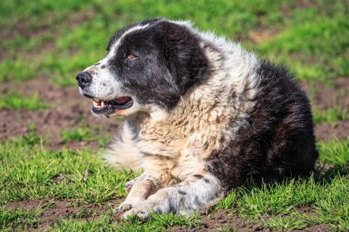 原生犬种中华田园犬,西方犬种真的比中华田园犬好吗