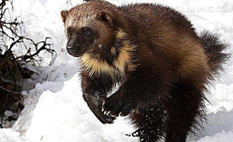 非洲蜜獾天不怕地不怕，我国这三种也不是吃素的，金刚狼原型是它