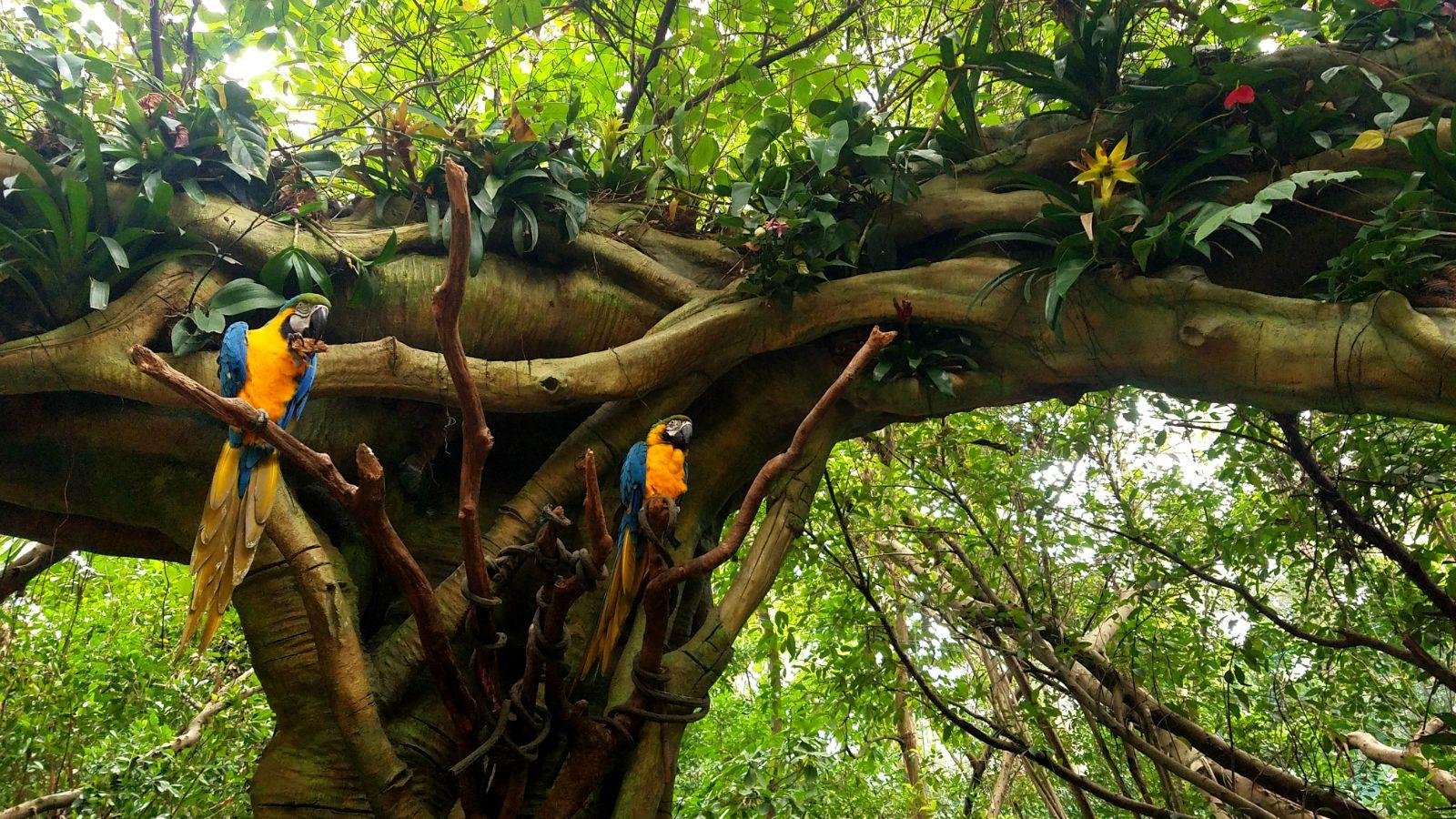 长隆广州野生动物园带娃游玩攻略,一大一小亲子游长隆野生动物园