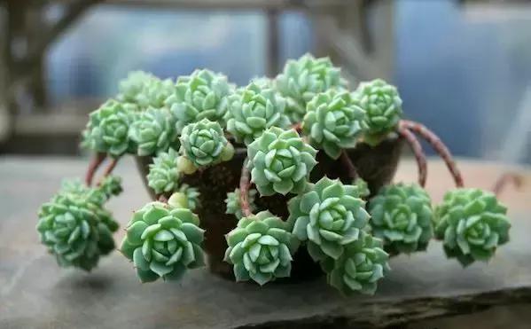 夏季多肉黑根烂根怎么处理,多肉赤腐病的处理方法