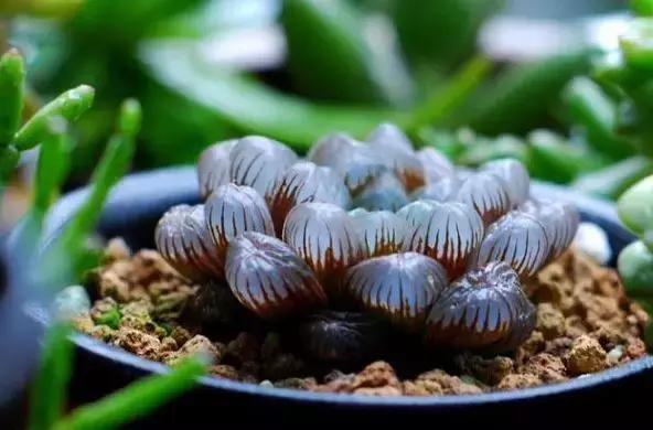 夏季多肉黑根烂根怎么处理,多肉赤腐病的处理方法