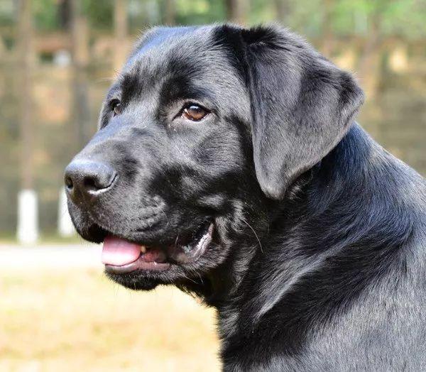 最受欢迎的小型犬排行,最受欢迎的名犬