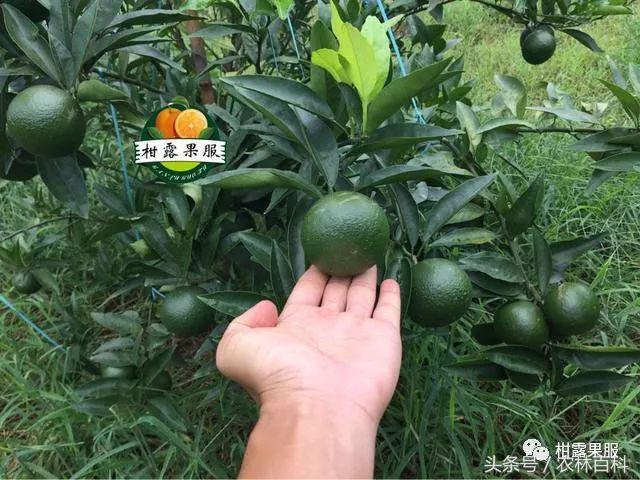 沃柑真假,真假沃柑