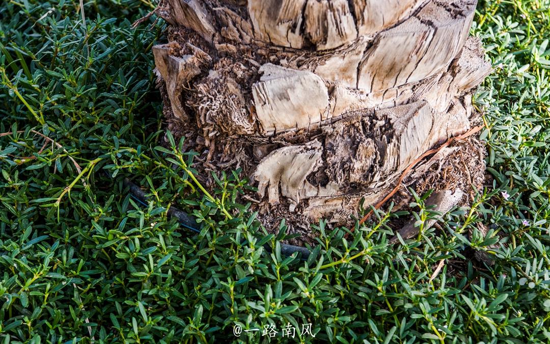 阿联酋淡水资源不足的主要原因,阿联酋气候干旱