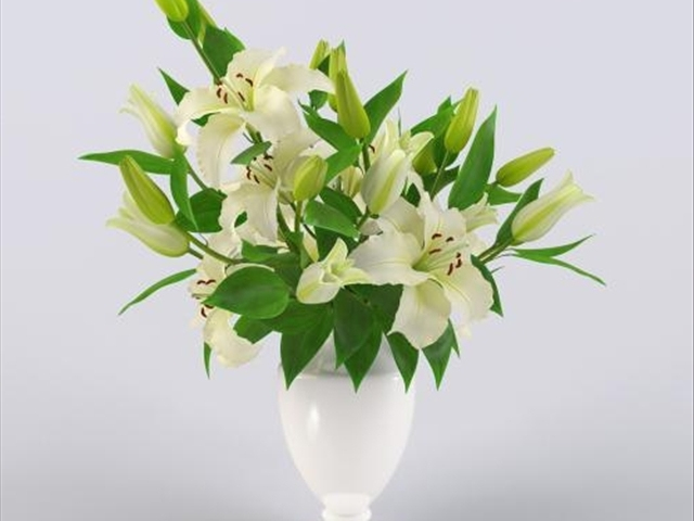 百合花水养出现枯萎现象怎么办,为什么我的百合花只长叶子不开花