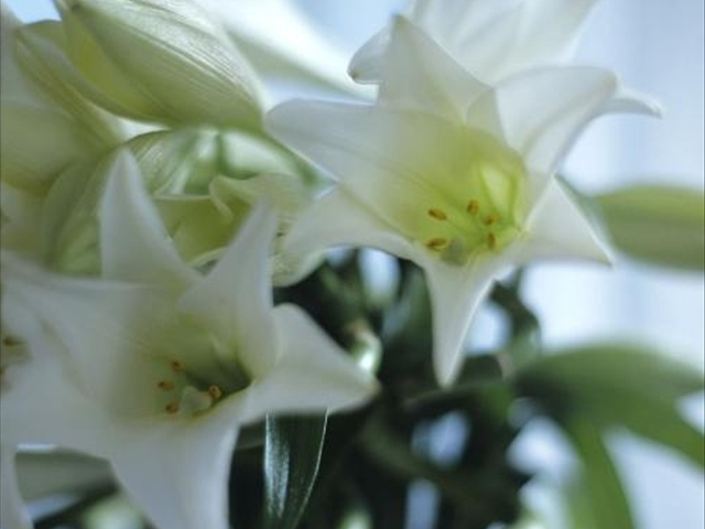 养的百合花为什么叶子发黄,为什么自己的百合花干不硬