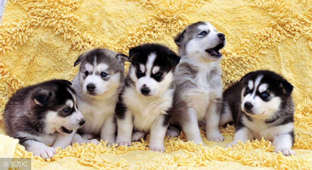 哈士奇价格一般多少,哈士奇在购买中应该了解的事宜