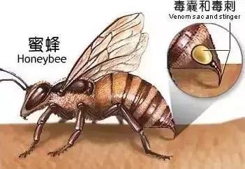 被蜜蜂蛰过不得癌症是真的吗,被6只蜜蜂蛰了会怎么样