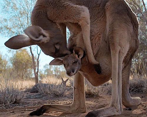 广东婆婆，别逼儿媳妇吃胎盘了