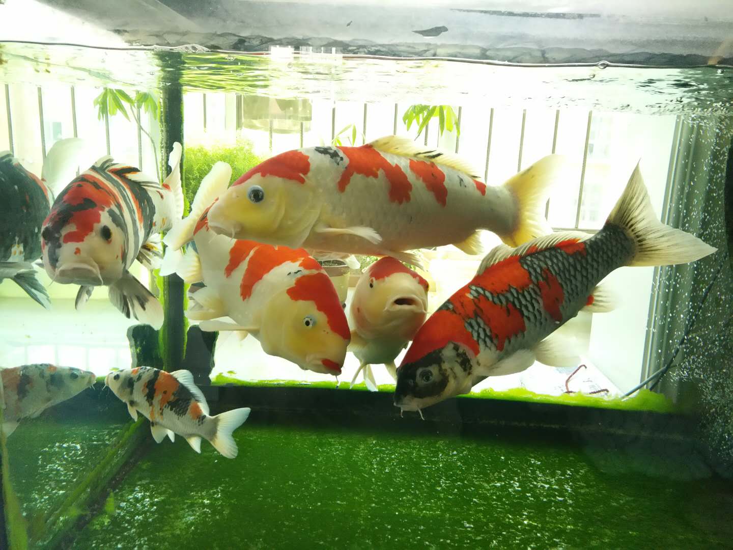 他来自河北小县城,两条锦鲤养了8年