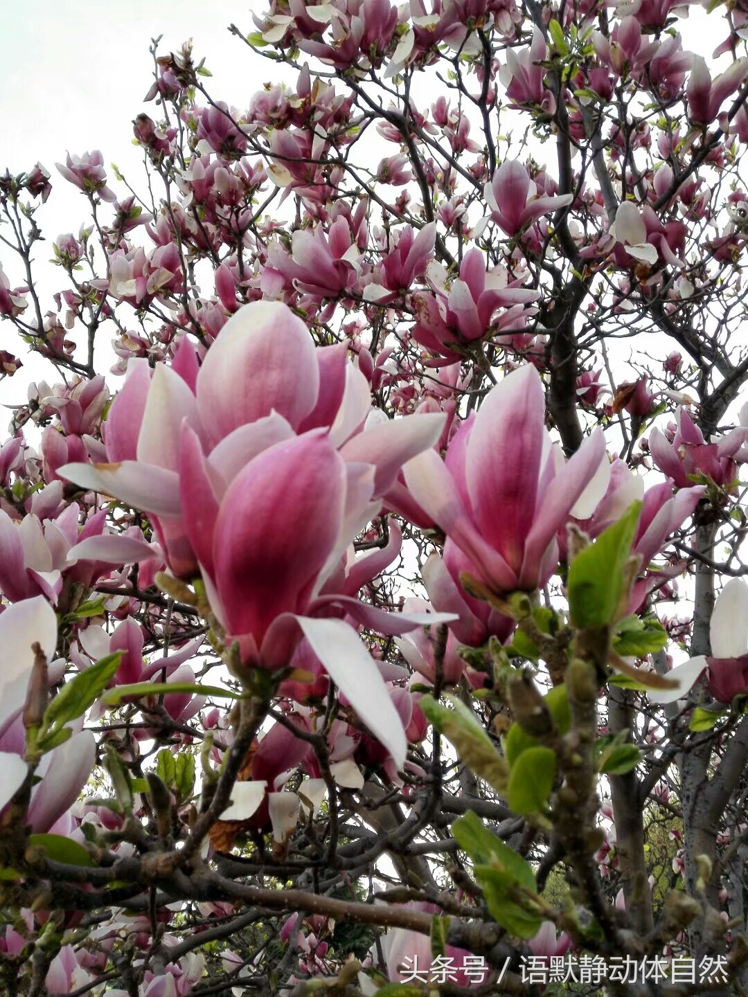 有一种叫什么药的花,有一种花叫桔梗